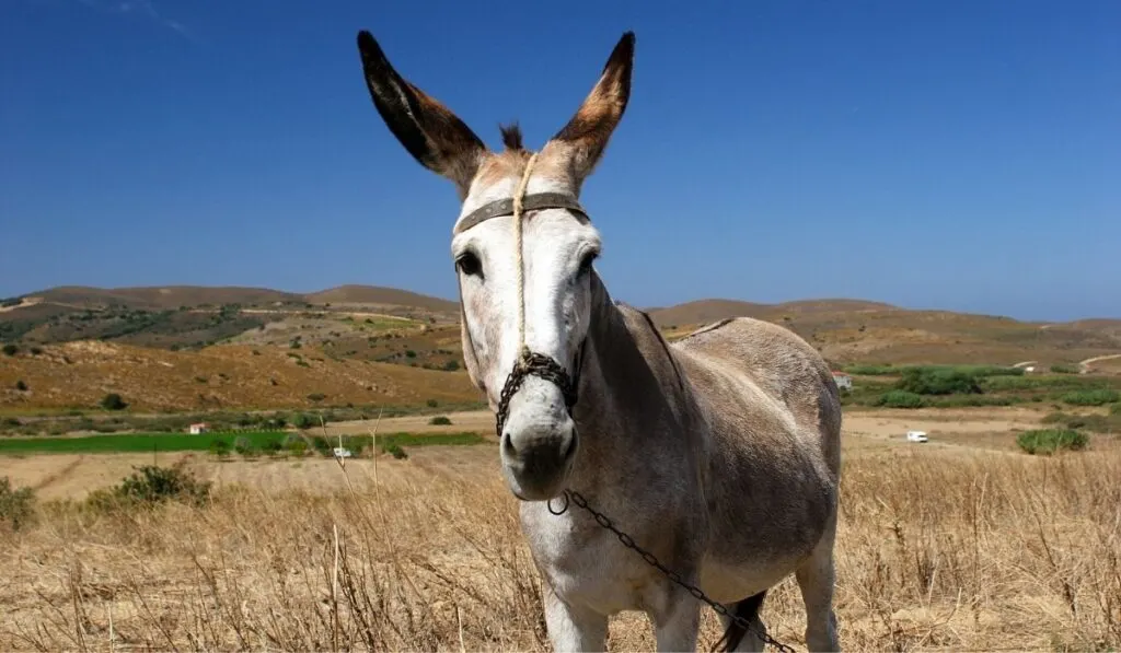 Donkey in the field