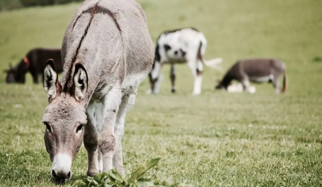 Donkey on The Grass Field