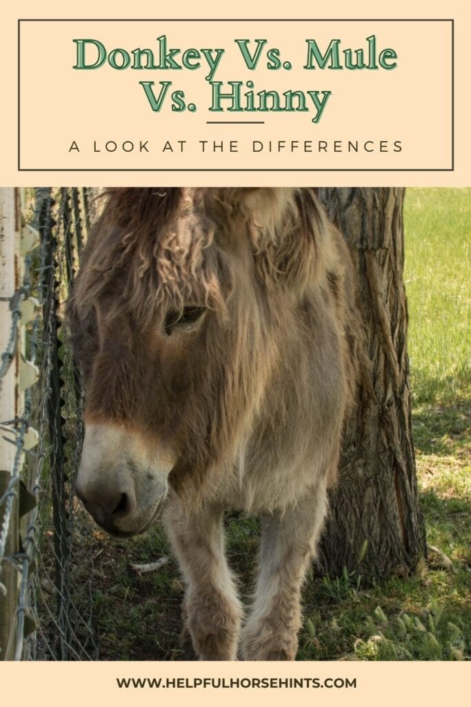 Pinterest pin - Donkey vs. Mule vs. Hinny A Look at the Differences