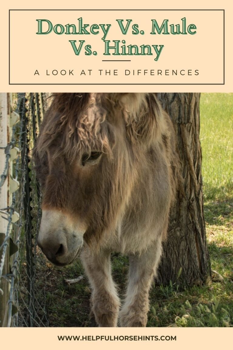 Donkey vs. Mule vs. Hinny A Look at the Differences Helpful Horse Hints