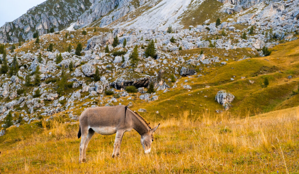 Donkey with baby eating grass on sloping meadows of Alps