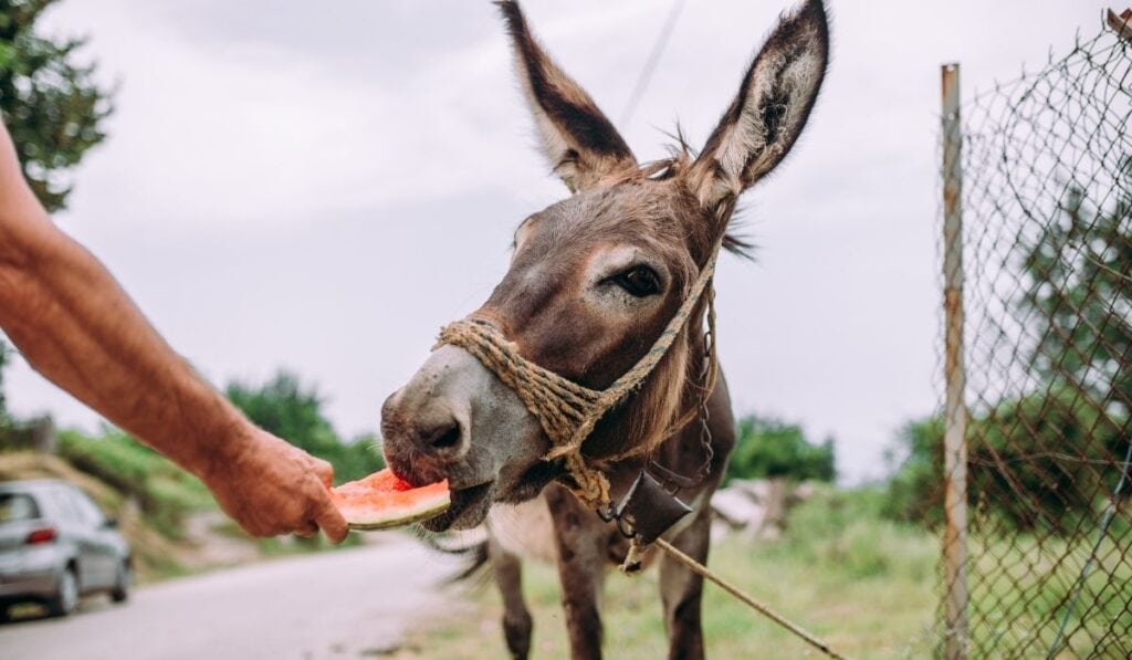 Donkeys Eating Fruits