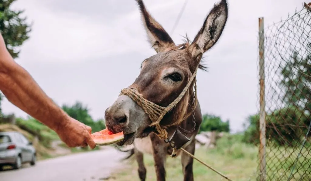Donkeys Eating Fruits