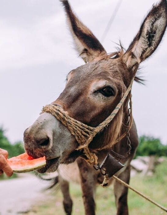 Horse Treat Recipes Archives Page 2 of 3 Helpful Horse Hints