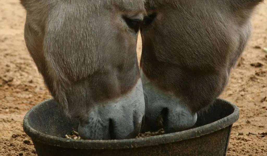 Donkeys Eating Grains
