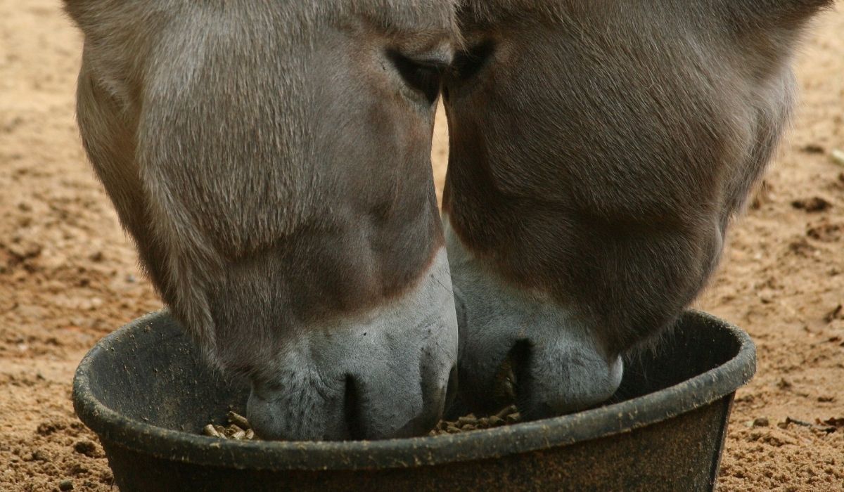 What Do Donkeys Eat? Helpful Horse Hints