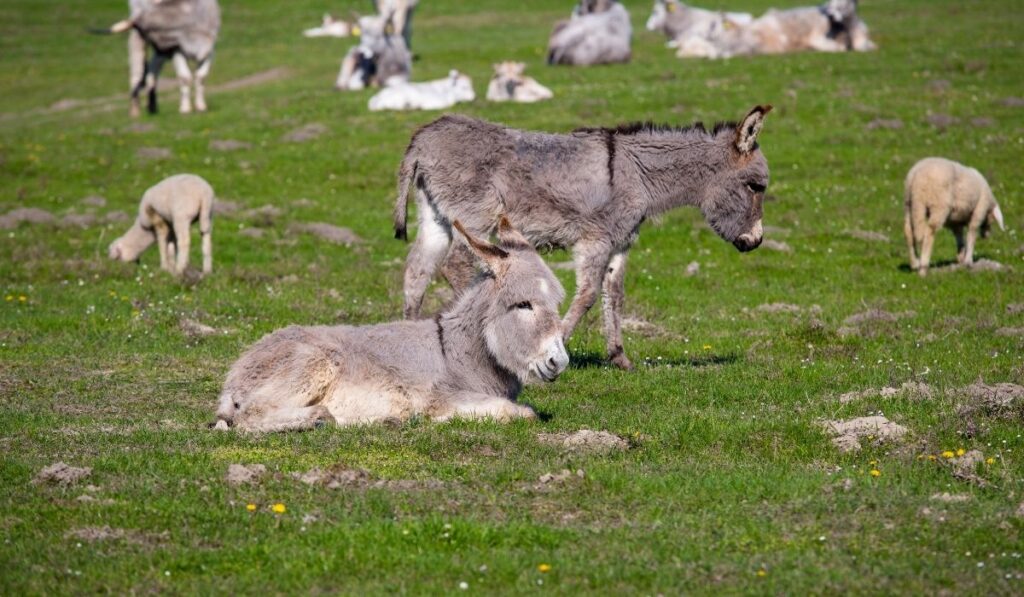 Donkeys In The Field