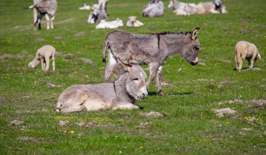 Donkeys In The Field