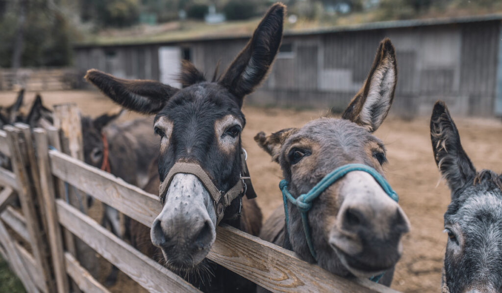 Donkeys in the cattle-pen at the organic farm