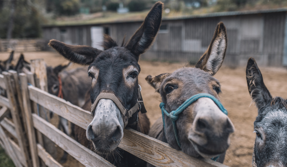 Can Donkeys Eat Cucumber? Helpful Horse Hints