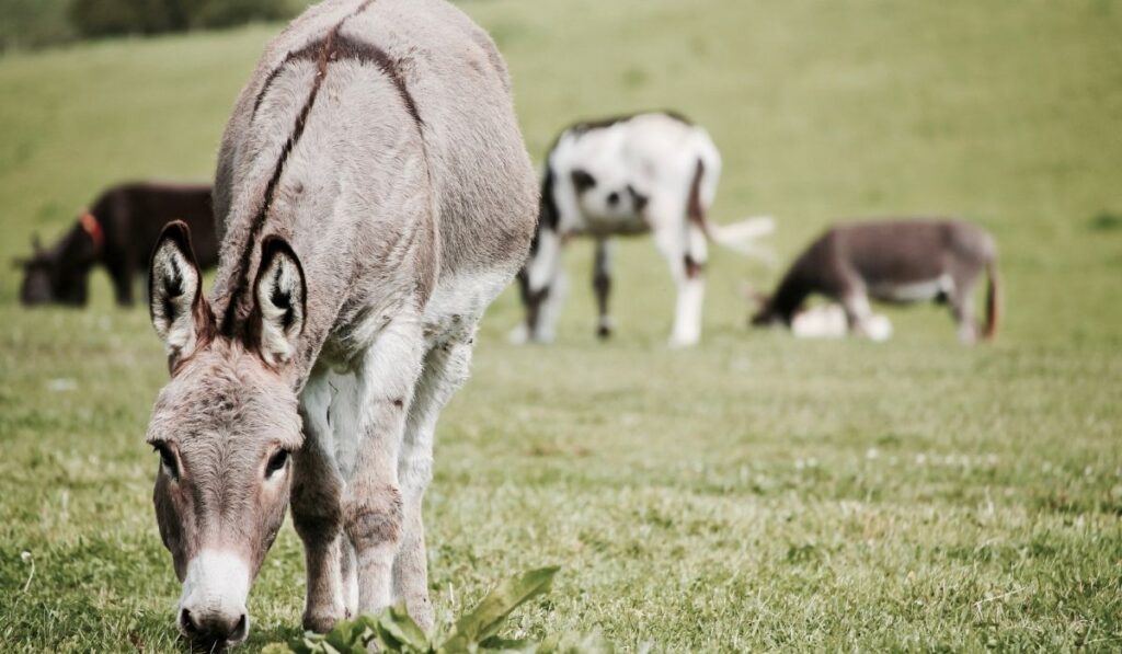 Donkeys in the field