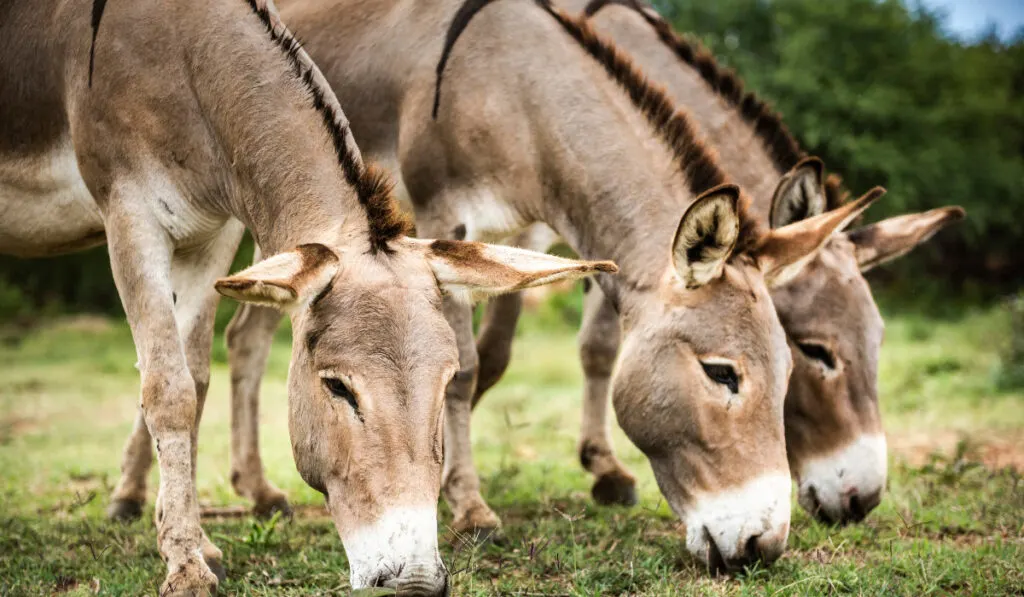 Donkeys in the ranch