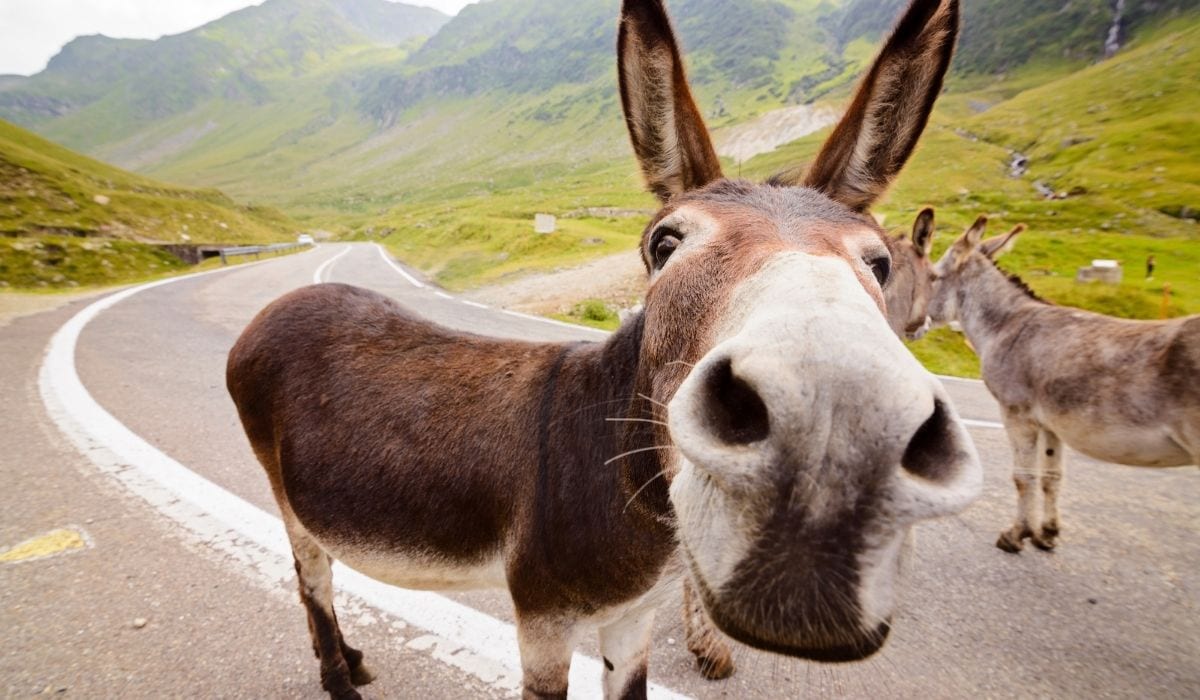 Difference between a donkey and a mule helpful horse hints