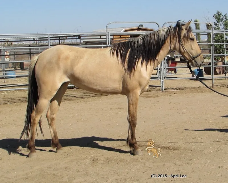 Dunskin BLM Mustang Mare in paddock