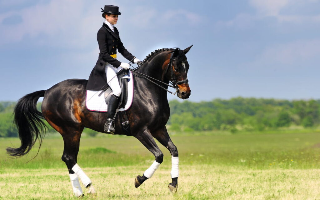 Dressage rider on bay horse galloping in field