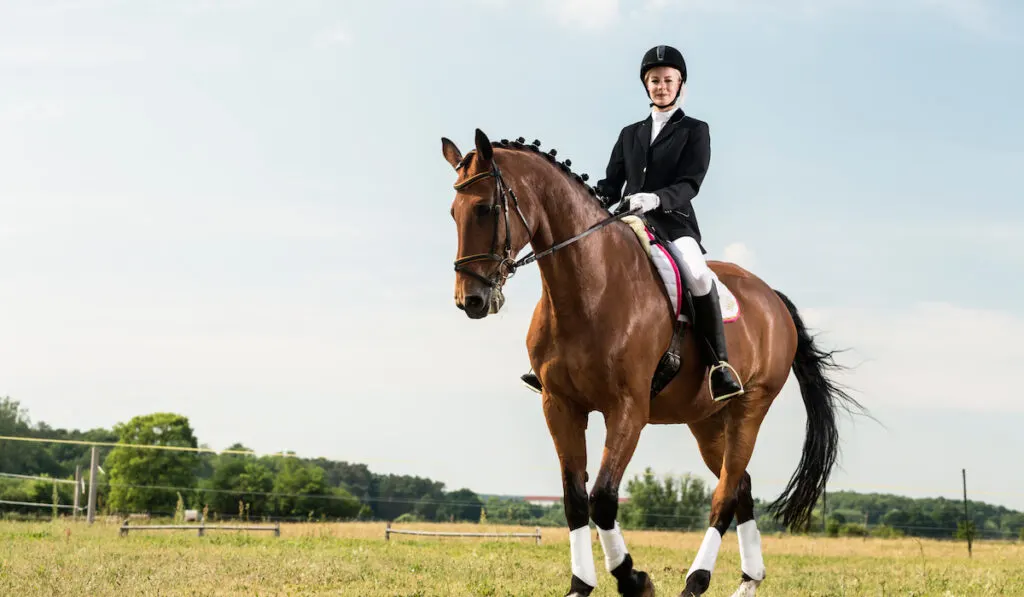 Dressage rider on horse

