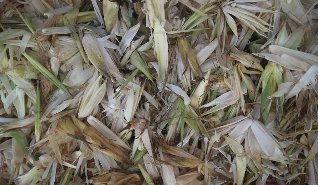 Dried corn husks