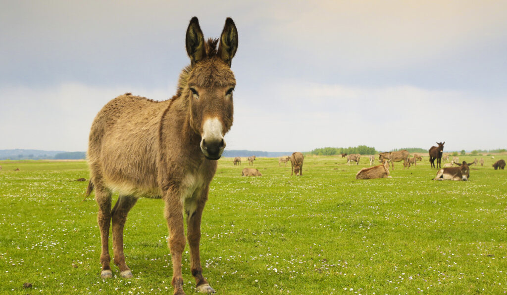 Drove of donkeys restingin the green meadow
