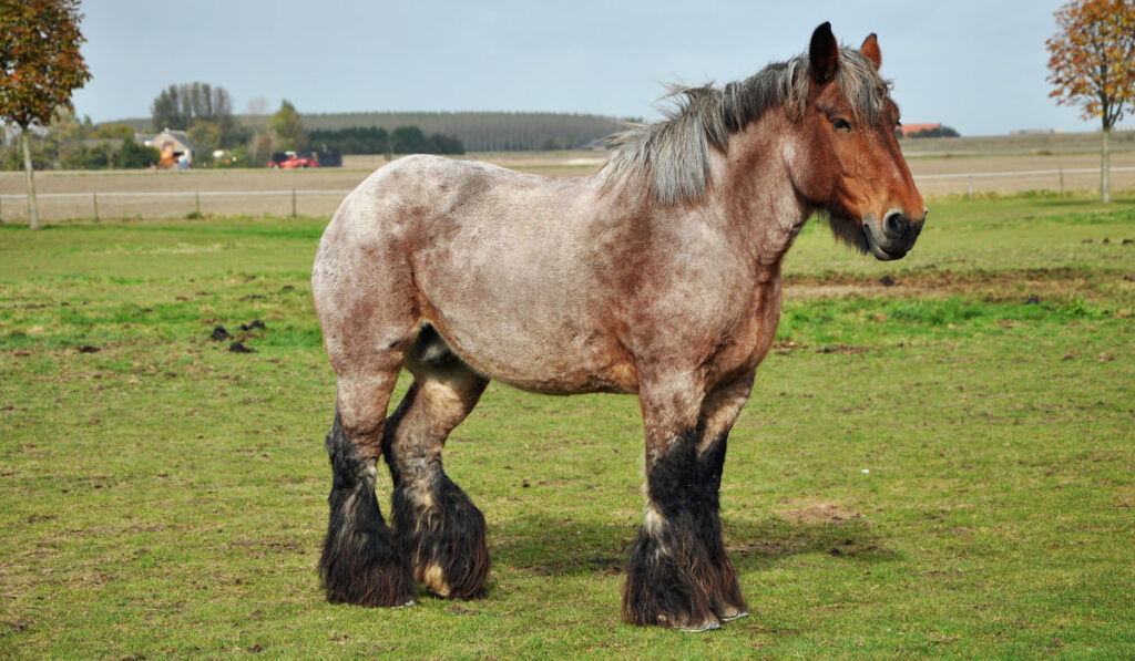 Dutch Draft Horse in a meadow near Sint Philipsland in Netherlands