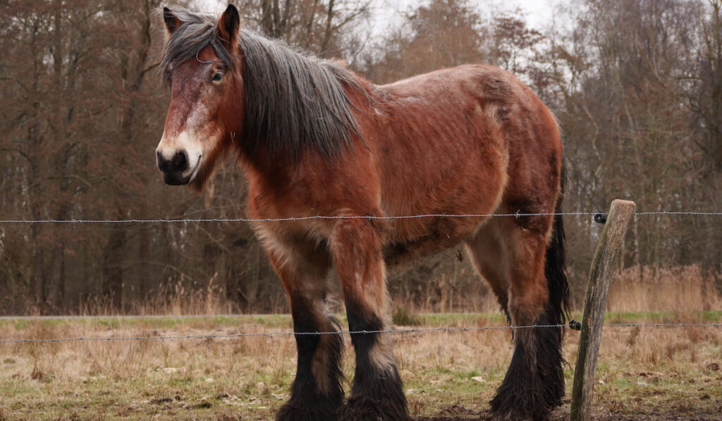 Dutch Draft horse in Groningen, Netherlands