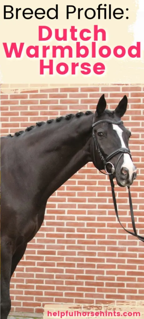 Pinterest pin - breed profile dutch warmblood horse