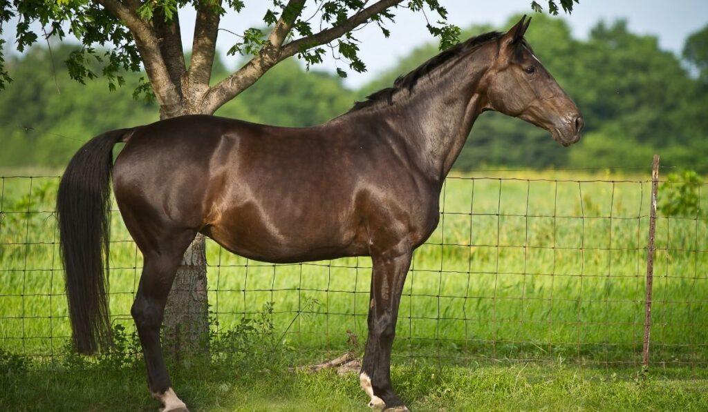 Dutch Warmblood Horse