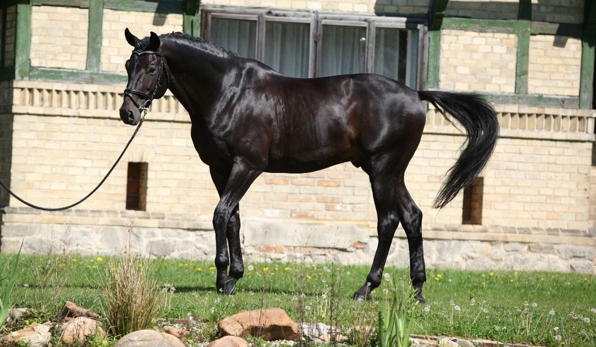 9 Fascinating Dutch Warmblood Facts Helpful Horse Hints