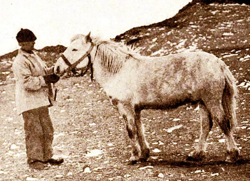 Earnest Shackleton's Siberian Horse Socks