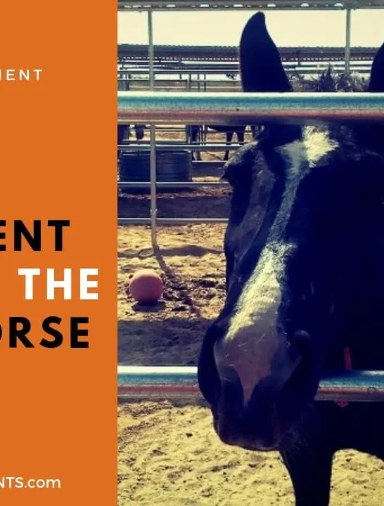 Easy Horse Enrichment Ideas for the Bored Horse