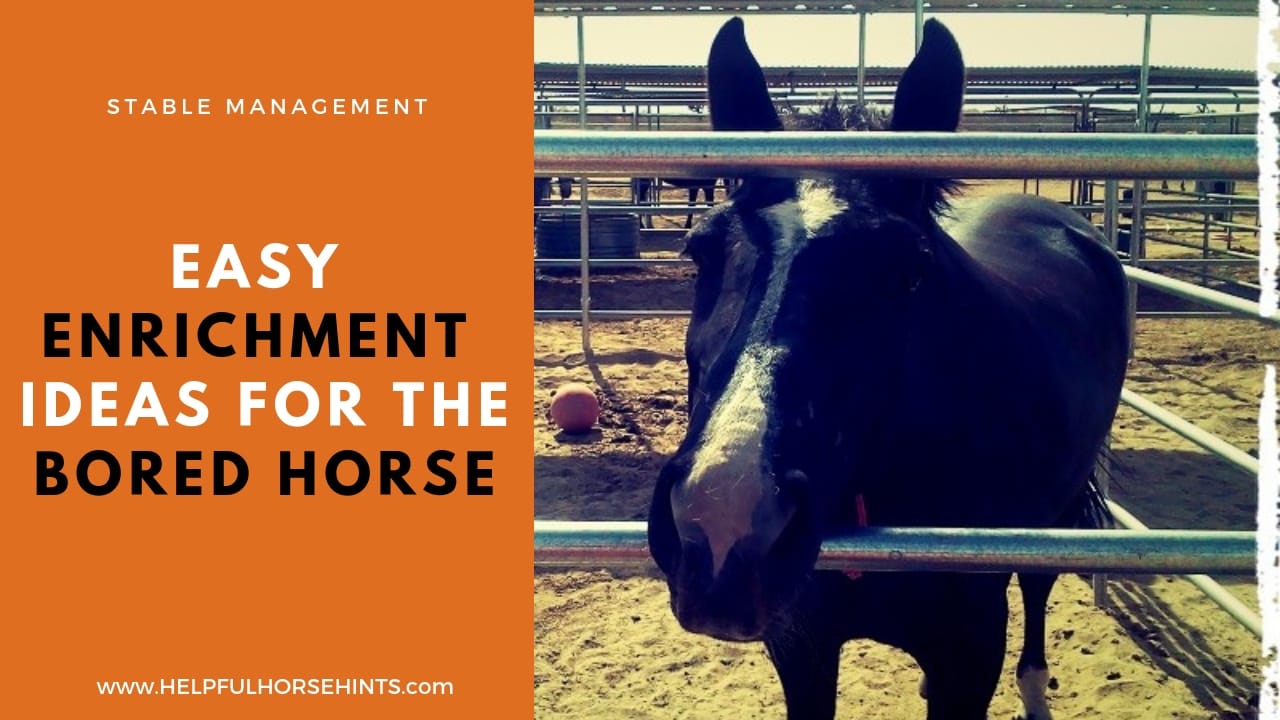 Easy Horse Enrichment Ideas For The Bored Horse Helpful Horse Hints
