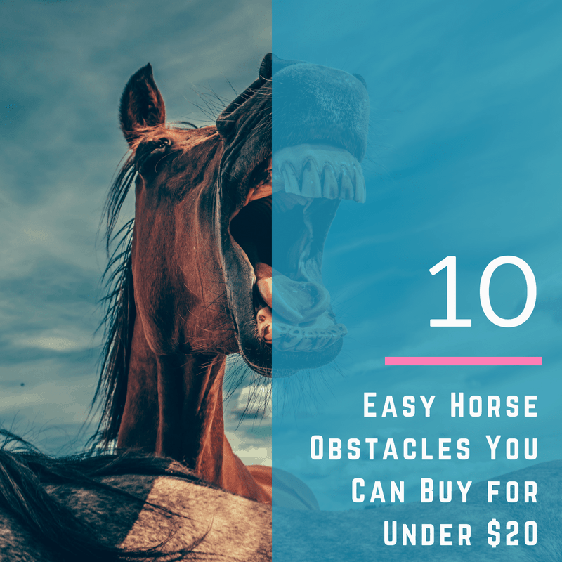 10 Easy Horse Obstacles You Can Buy for Under $20