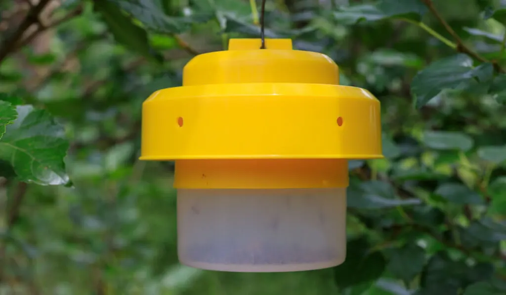 ecological insect and fly traps In the garden.
