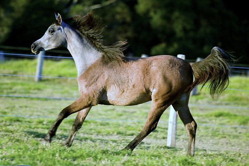 Egyptian Arabian foal running