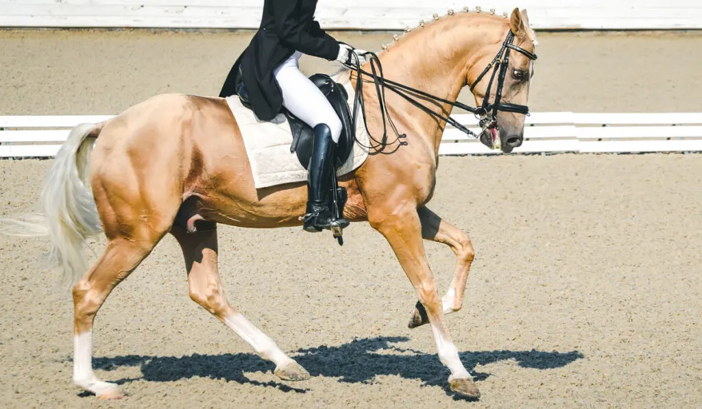 Elegant rider woman and cremello or pearl horse.