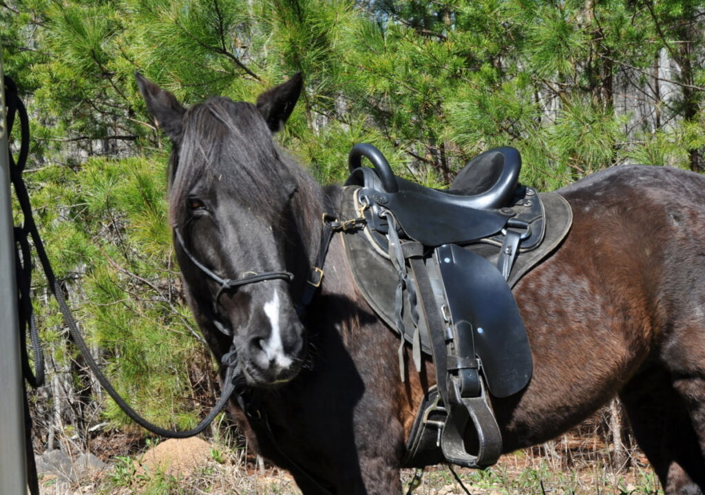 Endurance saddle on a black horse 