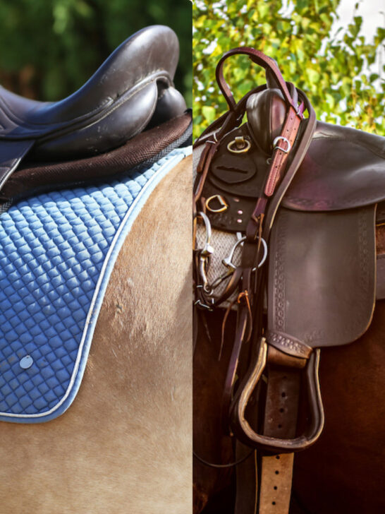 collage of english saddle and western saddle photos