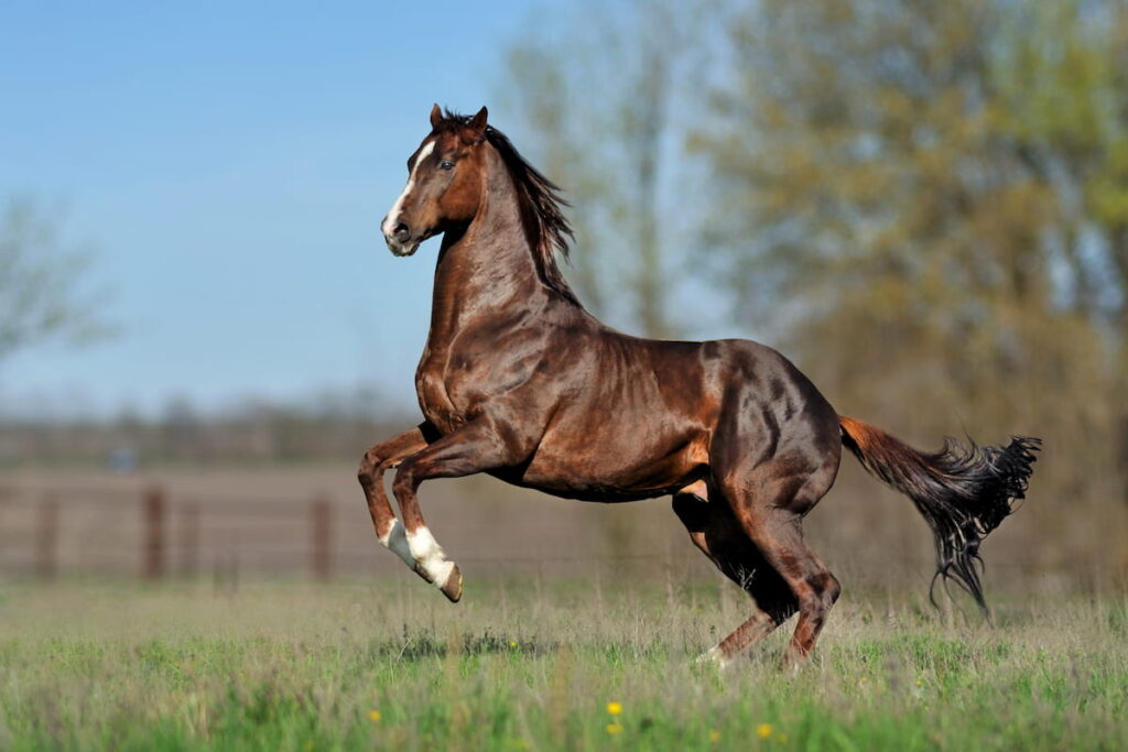 English thoroughbred horse jumping on the beautiful background of the field.
