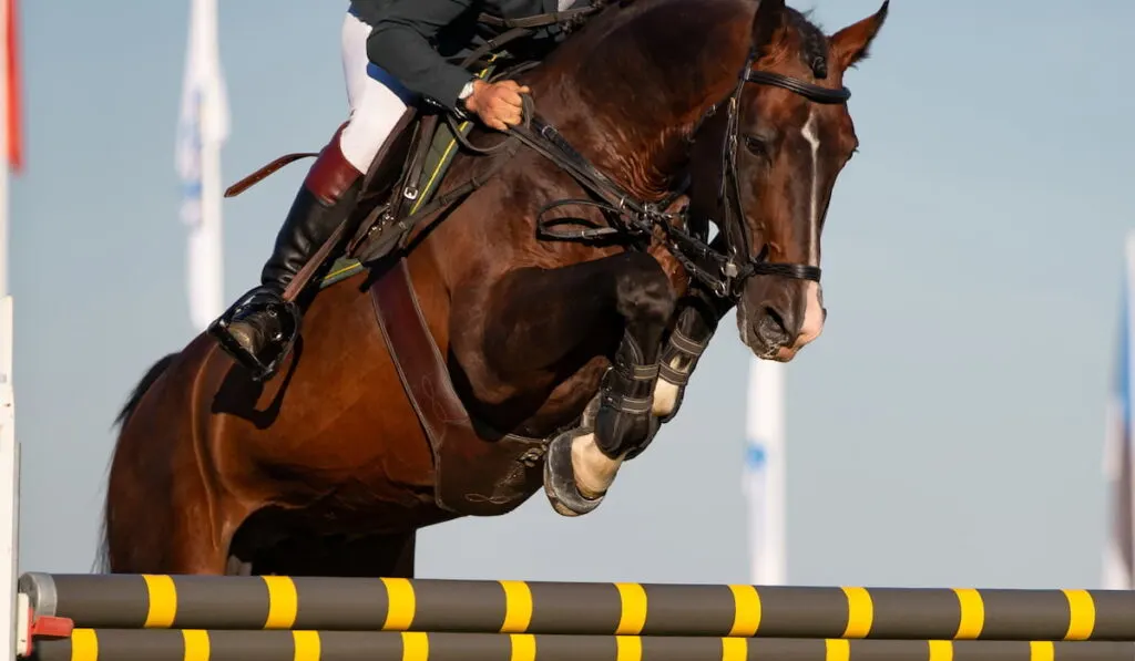 Equestrian Sports, Show Jumping