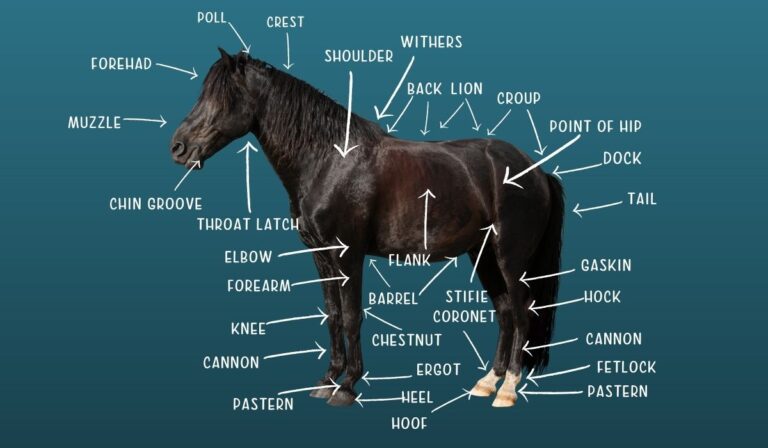 Equine Anatomy - Naming the Parts of a Horse | Helpful Horse Hints