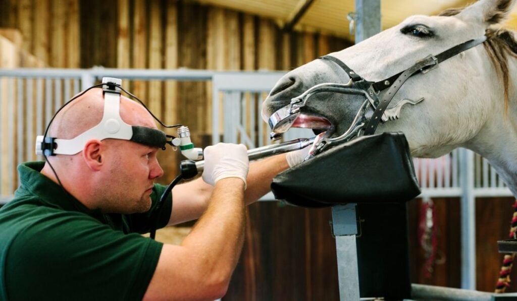 Equine Dental Technician
