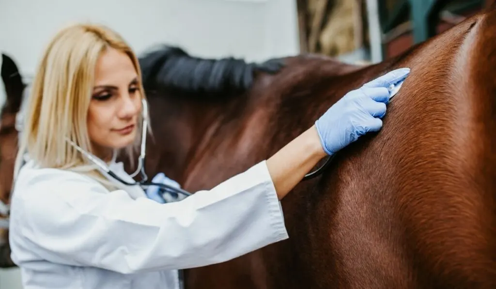 26 Equine Careers with Estimated Salaries Helpful Horse Hints