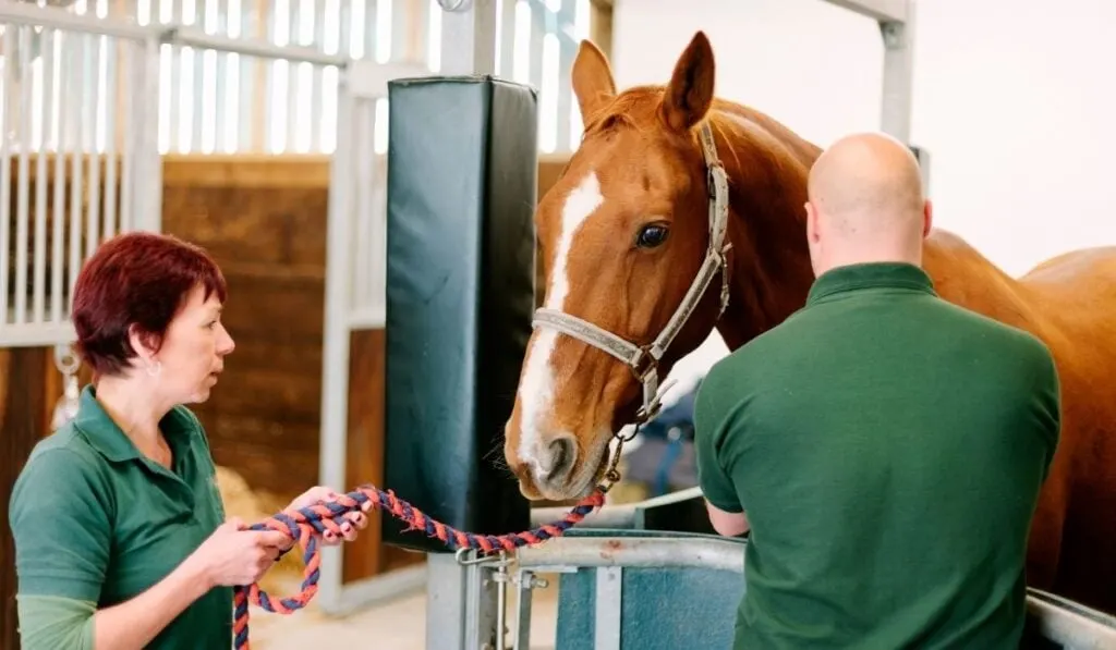 26 Equine Careers with Estimated Salaries Helpful Horse Hints