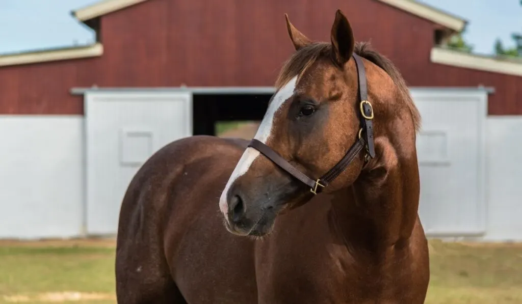 Expensive Horse Breed