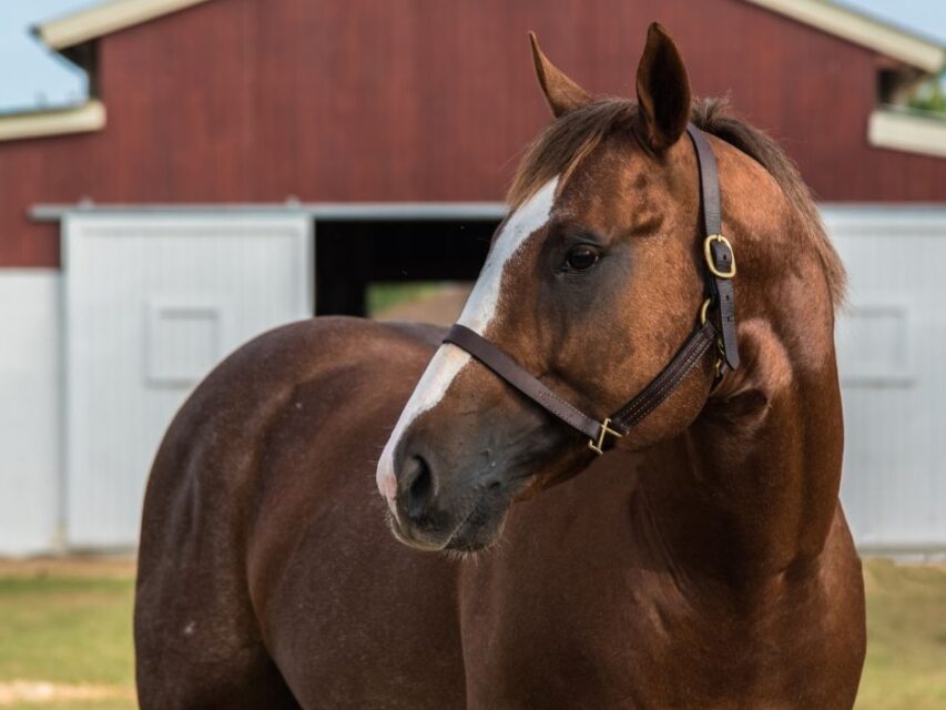 Can Gaited Horses Barrel Race? Helpful Horse Hints