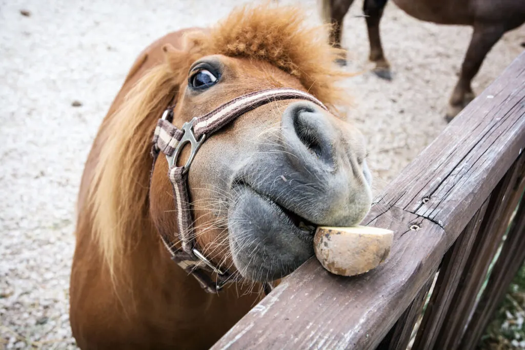 Falabella miniature horse eats potato