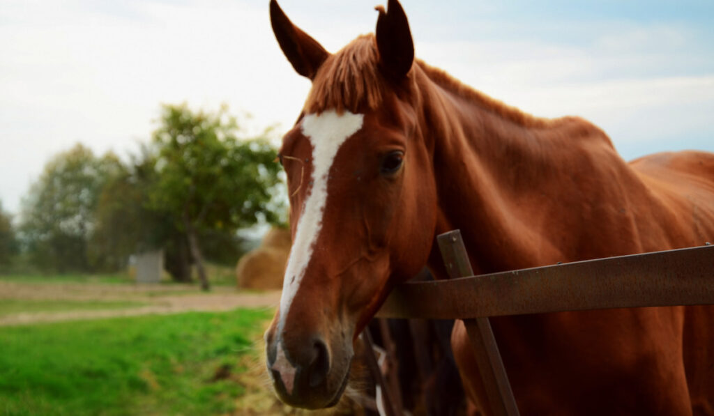 Farm horse. Animal