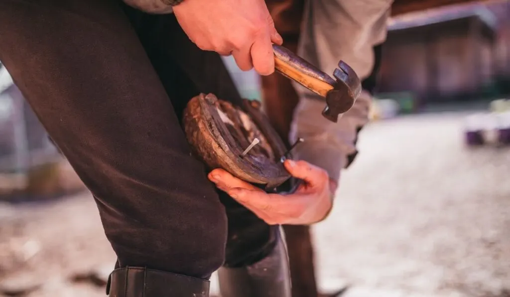 Farrier hammering horseshoe on horse with nails sticking out