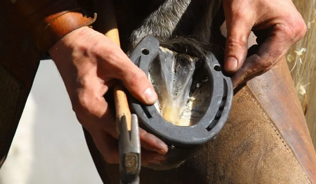 Farrier putting horseshoe on horse