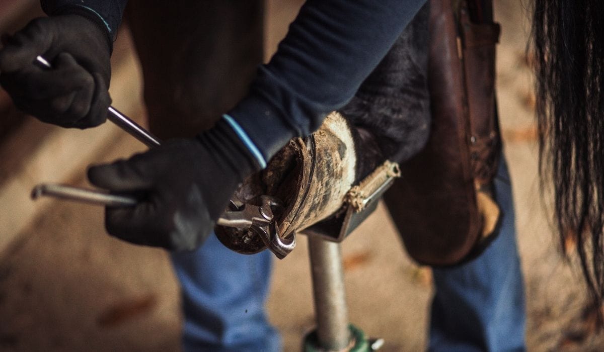 26 Equine Careers with Estimated Salaries Helpful Horse Hints