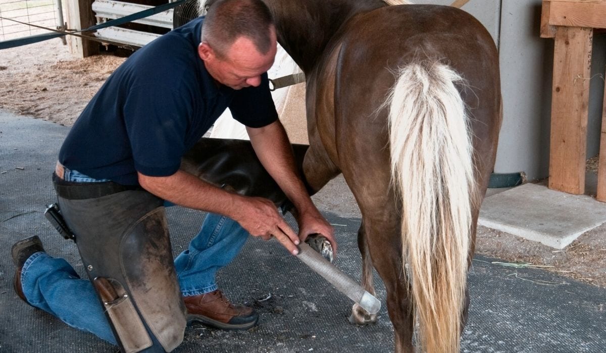 Farriers Trimming Horse Hoof